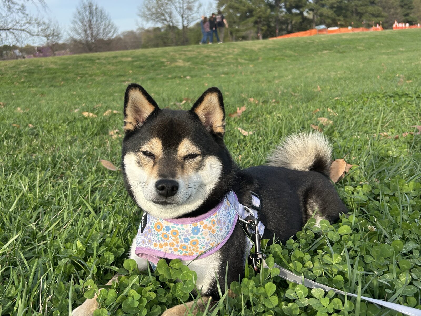 a shiba inu in a field of grass